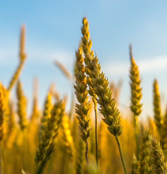 ¿Cómo afecta el cambio climático a la agricultura? AgriAdapt ayuda a empresas agrícolas a comprender y afrontar este desafío